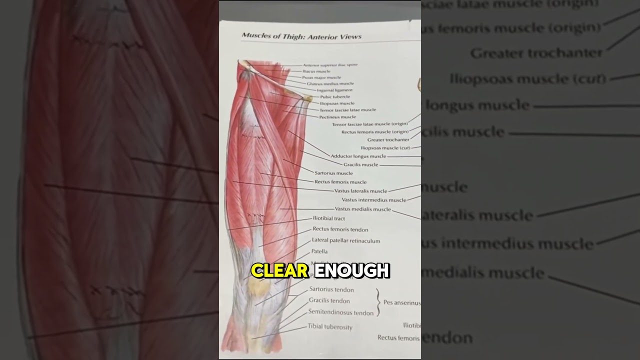 Quads Like You've Never Seen: The Secret Behind Muscle Function
