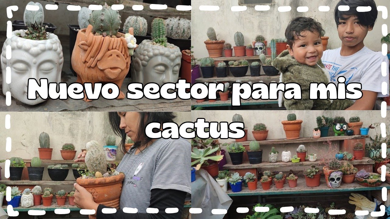 Nuevo sector para mis cactus: Limpieza y organización | Corazón de Cactus