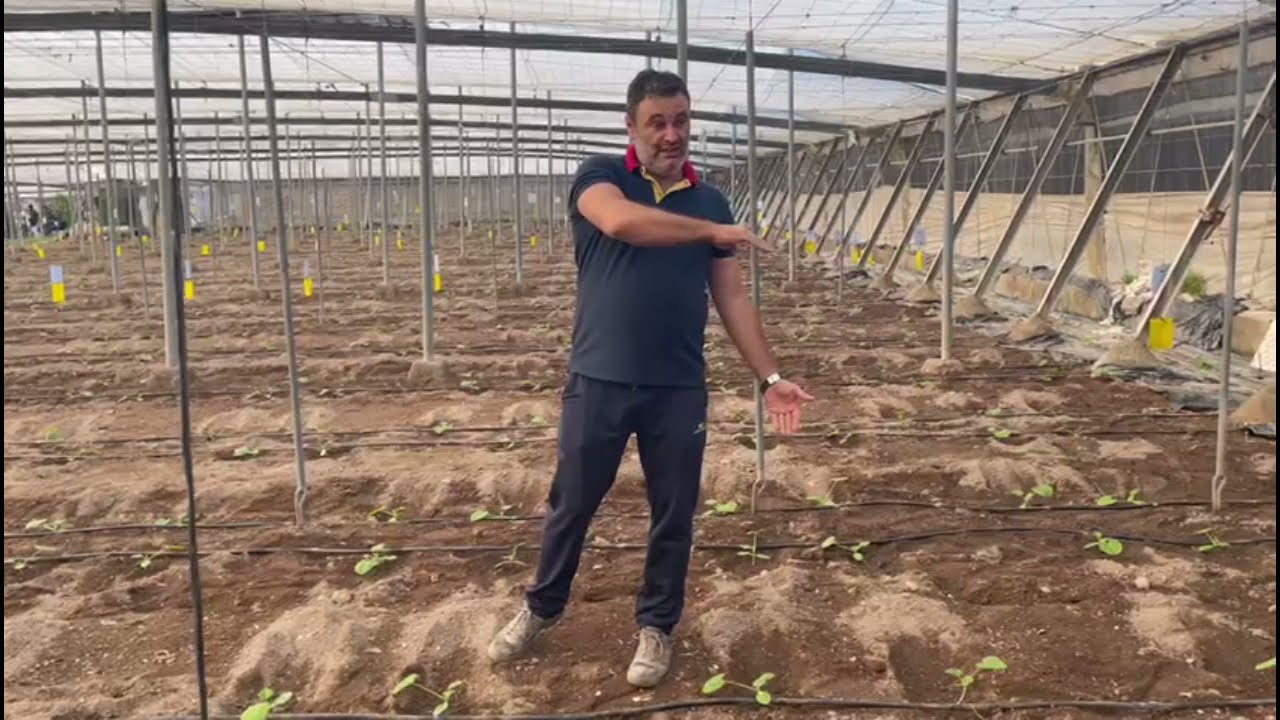 Gestión Integrada de Plagas en hortícolas protegidos [Vícar, 05/11/2021]