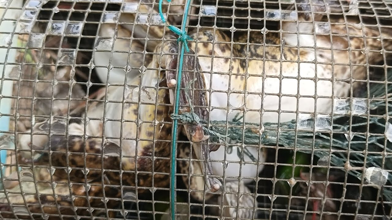 Trải nghiệm 20 cái lợp ếch thật quá bất ngờ/Set frog traps in the dry season to get giant frogs