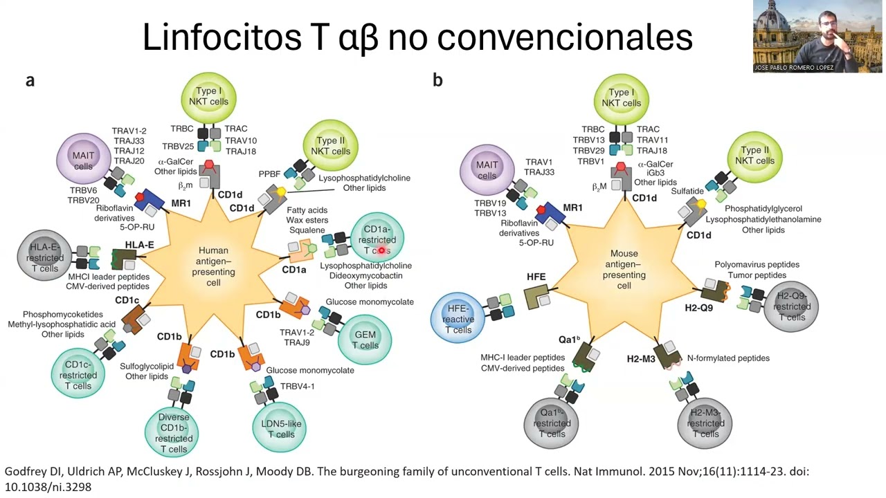 Células MAIT, NK y T gamma delta en mucosas