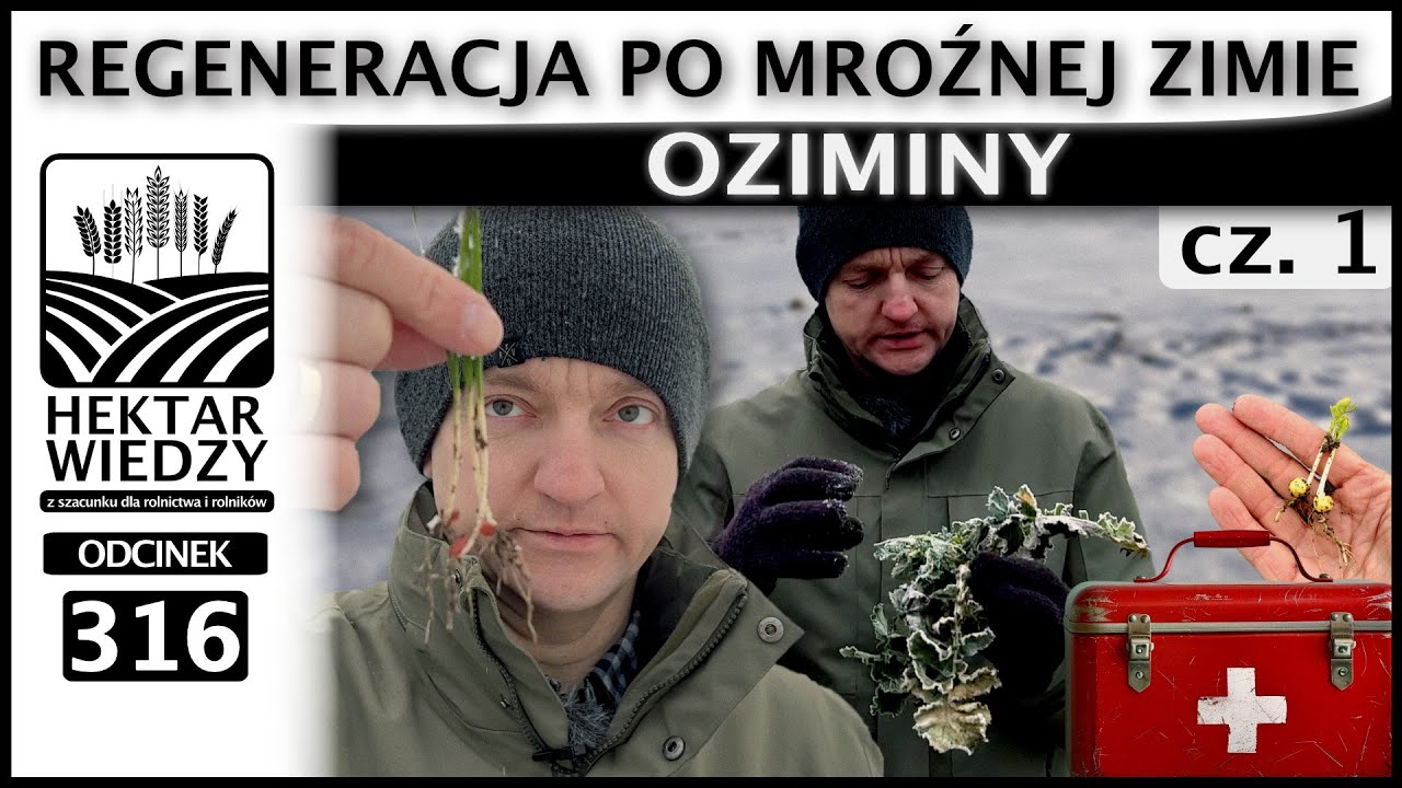 REGENERACJA PO MROŹNEJ ZIMIE - OZIMINY. (Część 1.) | ODCINEK 316