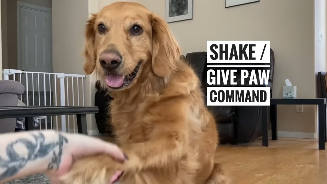 How to train your dog to shake / give paws
