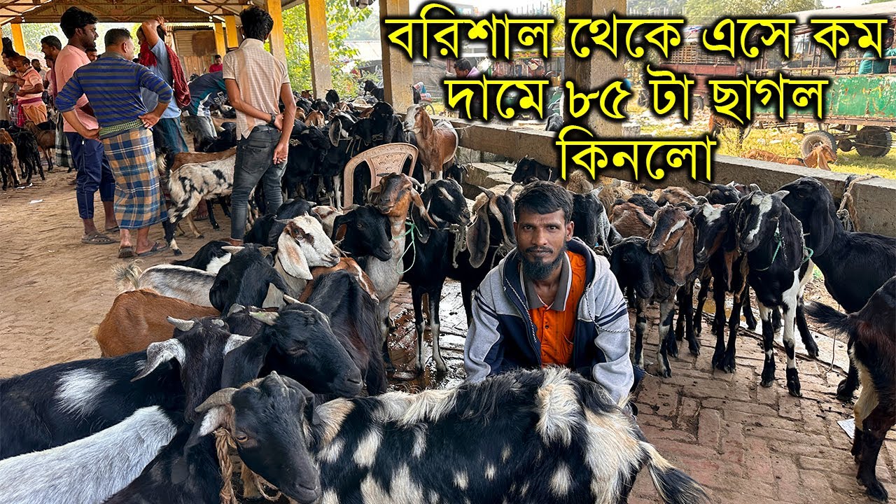 বরিশাল থেকে এসে কম দামে ৮৫ টা ছাগল কিনলো