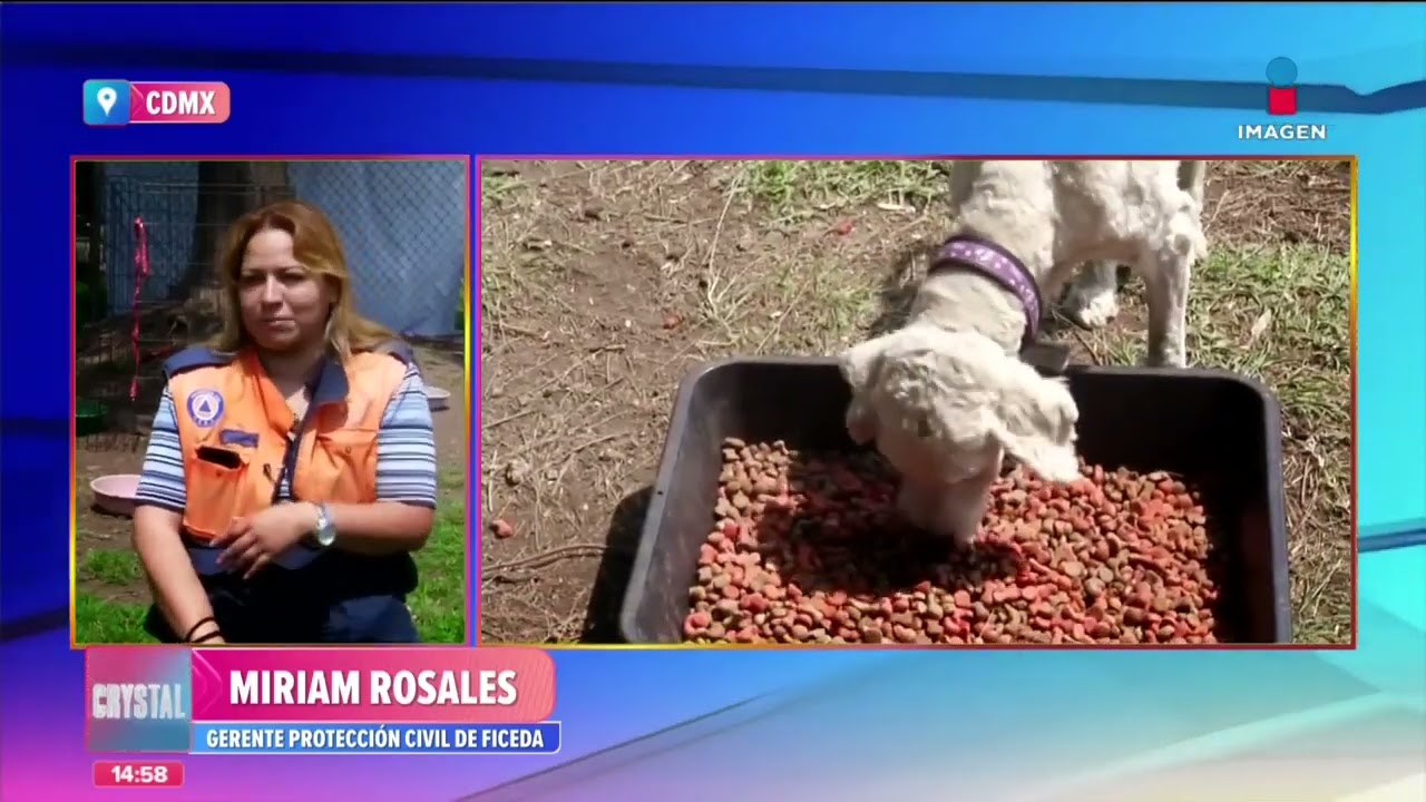 Crean refugio para perros y gatos en la Central de Abasto CDMX | Noticias con Crystal Mendivil