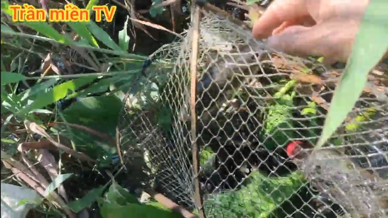 Thăm Lờ cái sơn trại cá Lóc khủng vô con cúm núm quá đã rồi 