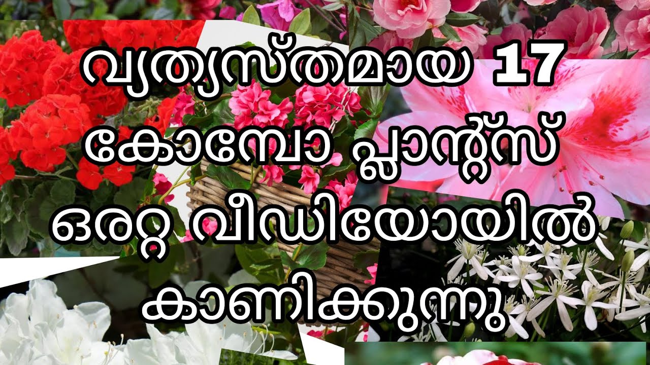 വ്യത്യസ്തമായ 17 കോമ്പോ പ്ലാന്റ്സ് ഒരറ്റ വീഡിയോയിൽ കാണിക്കുന്നു.. 😱😱😱😱😱😱😱😱😱😱😱🥳🥳🥳🥳🥳🥳🥳🥳🥳🥳🥳🥳🥳🥳🥳🥳🥳🥳😱😱😱😱😱😱