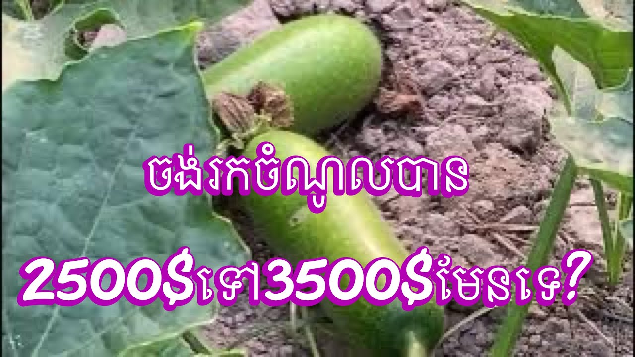 ចង់រកចំណូលបាន2500$-3500$ពីការដាំត្រឡាចសូមចុចមើលវីដេអូនេះ