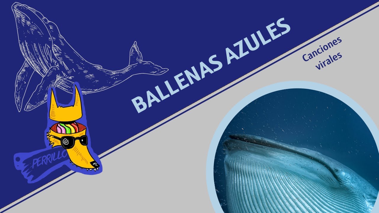 Ballena Azul: Excretando hasta la cima. | Ep 126| CULTURA COLMILLUDA
