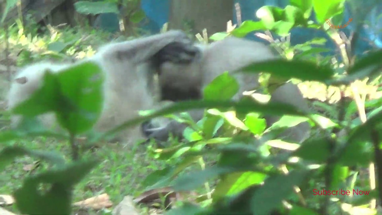 Amazing Baby Monkey Playing Together- Langur Monkey