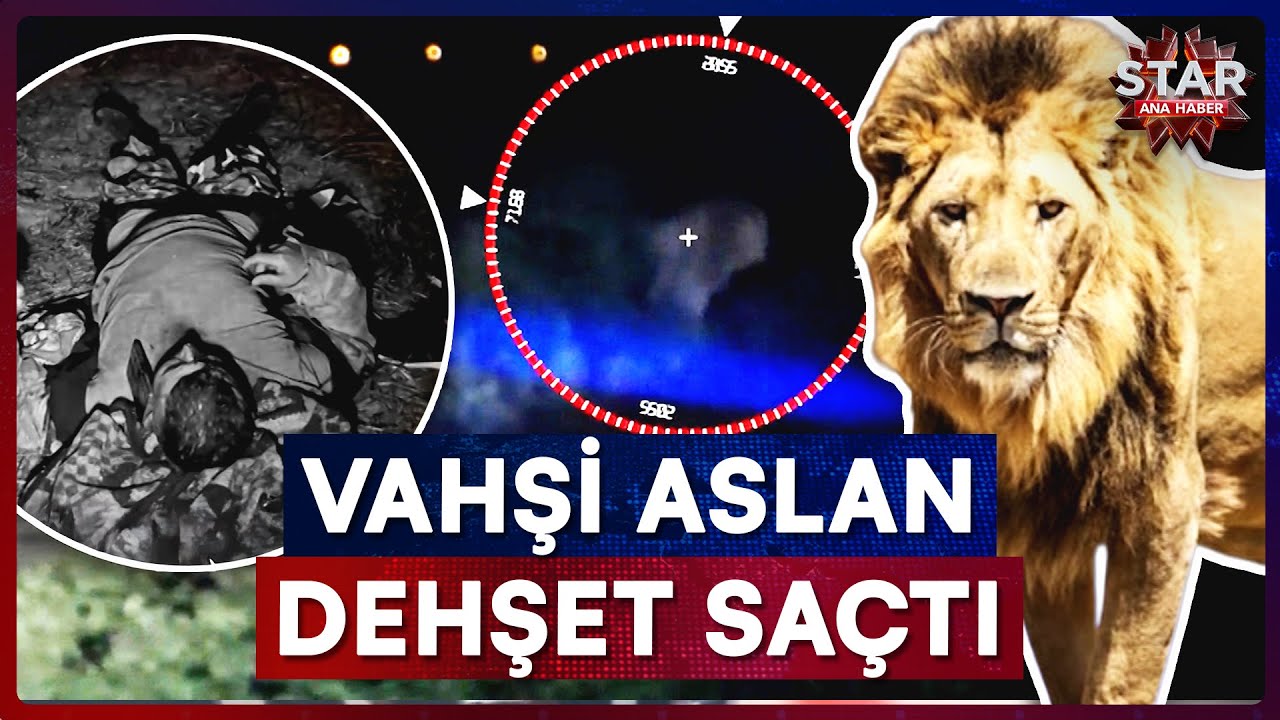 Antalya'da, Tarlasında Dinlenen Çiftçi Aslan Saldırısına Uğradı! | Star Ana Haber