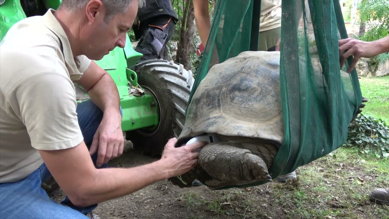 Dopo la pesata, la tartaruga gigante diventa 3D: il nuovo modello del Parco Natura Viva
