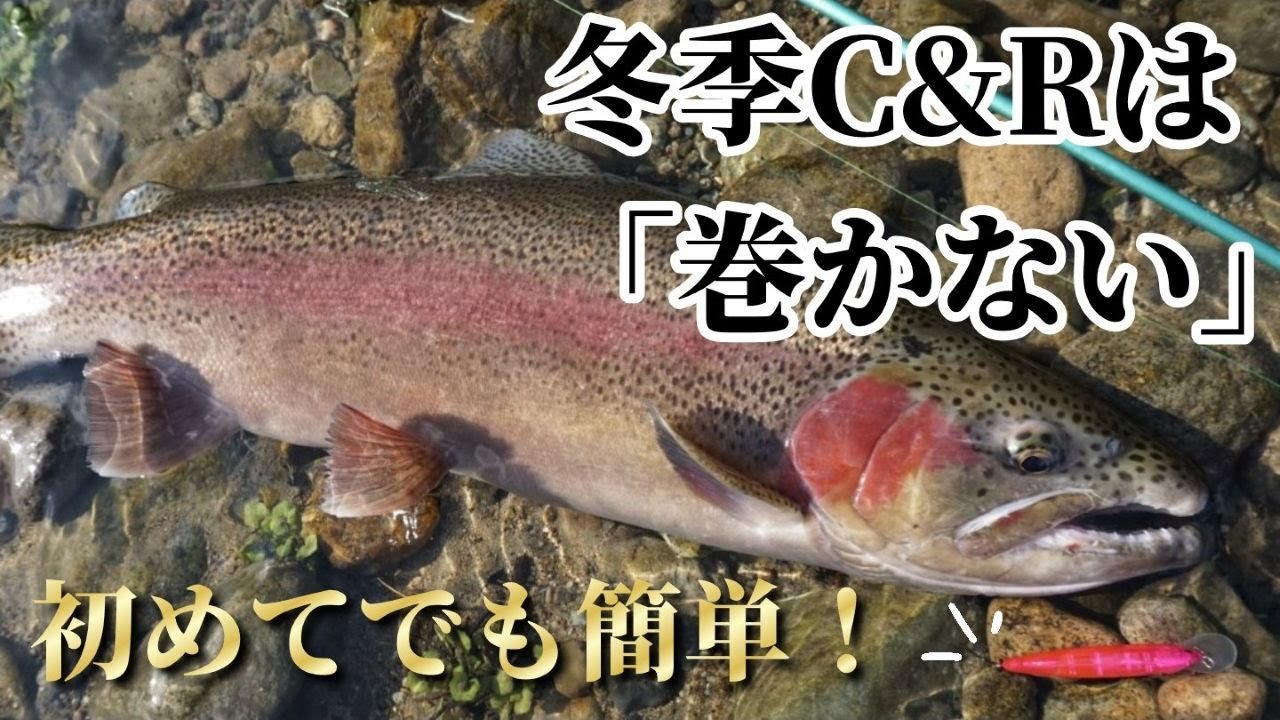 【初めてでも簡単！】冬季C&R「巻かない」ニジマスの釣り方！ #渓流釣り #渓流ルアー #アウトドア #ニジマス