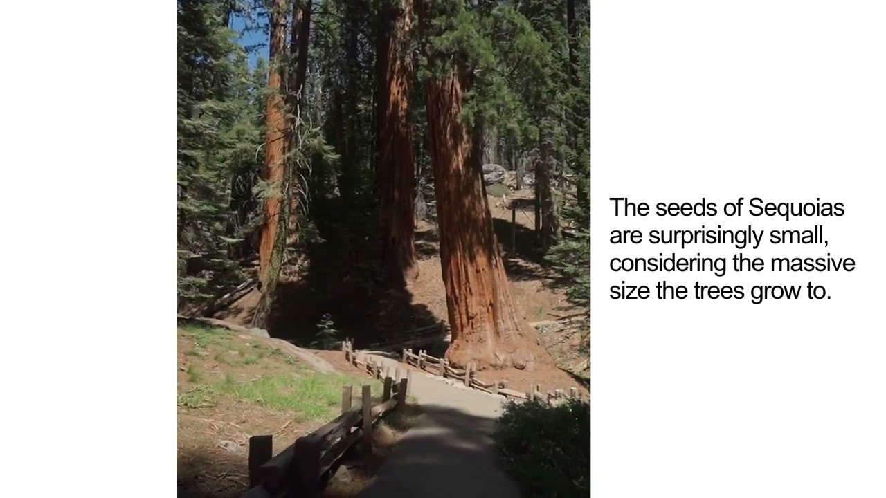 40 Fascinating Facts About Sequoia Trees You Never Knew