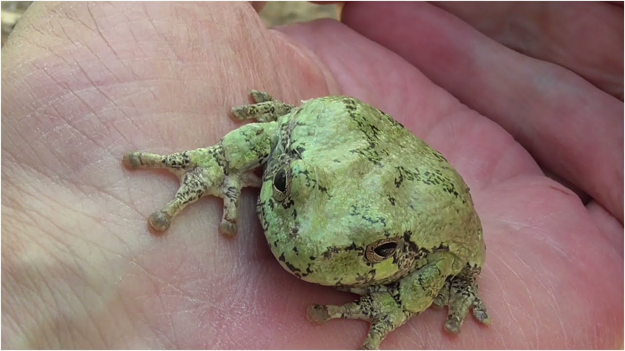 How To Find Gray Tree Frogs
