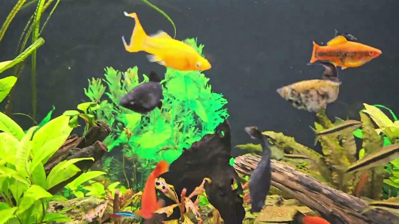 Akwarium 200 litrów 🤩 Stan zbiornika po urlopie.   4K, AQUAEL OPTI SET 200.🐠