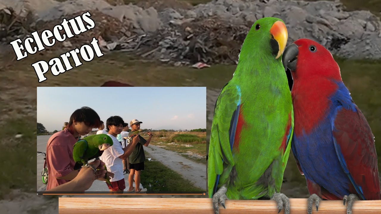 ECLECTUS PARROT FREEFLIGHT WITH KFFC ! KABALEN FREEFLIGHT CLUB
