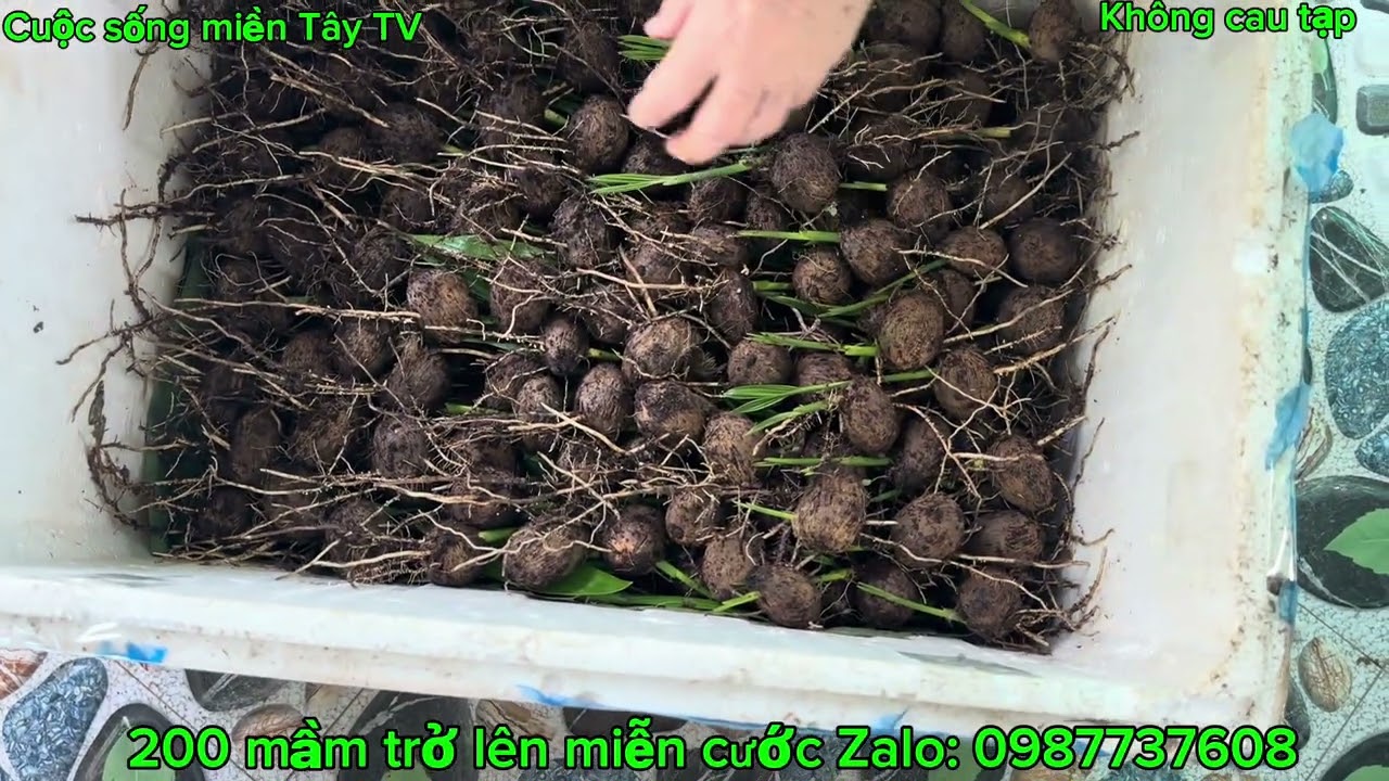 Mẹ mình sắp cau mầm trái dài, vú bò giao khách Quảng Ngãi 