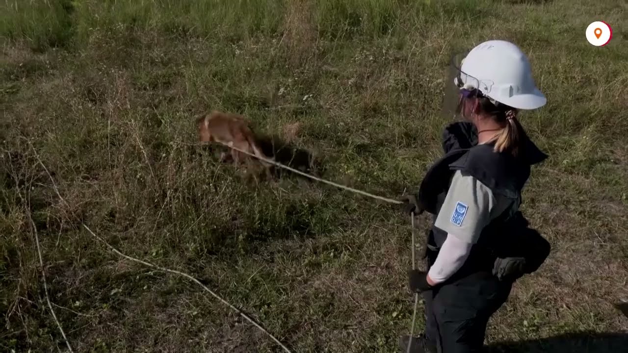 Meet Ukraine&rsquo;s canine recruits sniffing for landmines | REUTERS