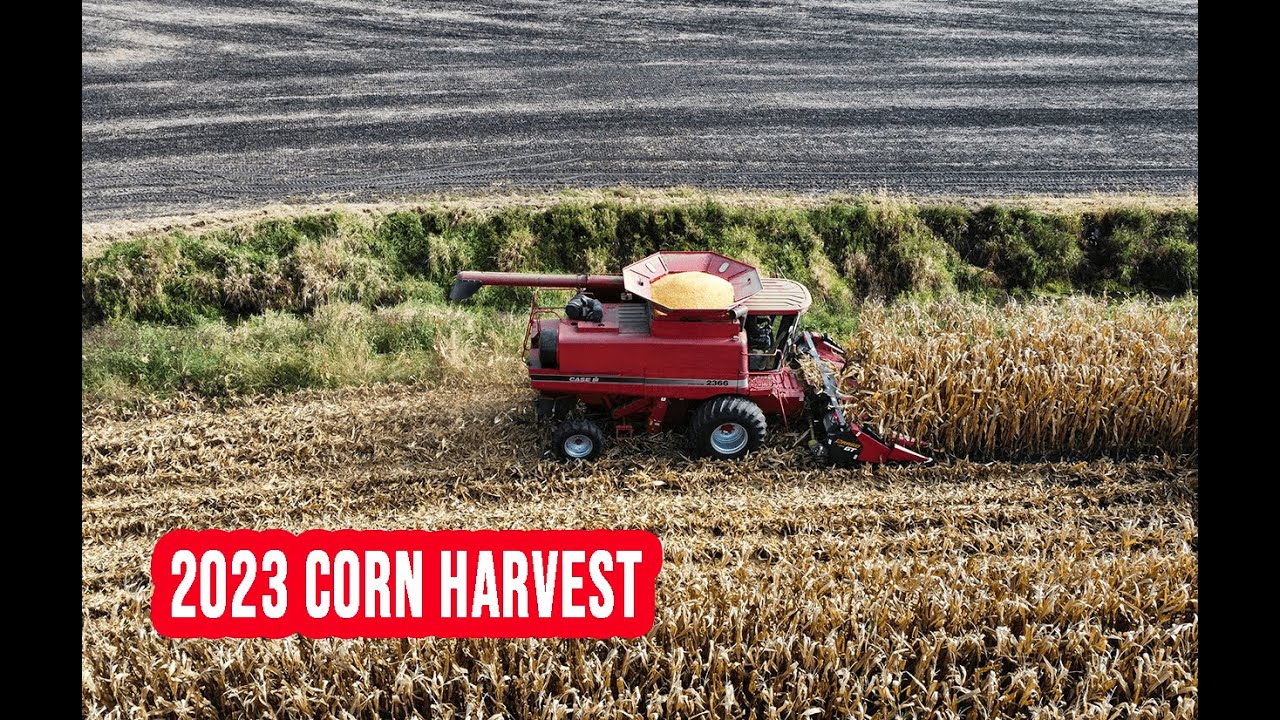 Corn Harvest: Case IH 2366 Combine in Action