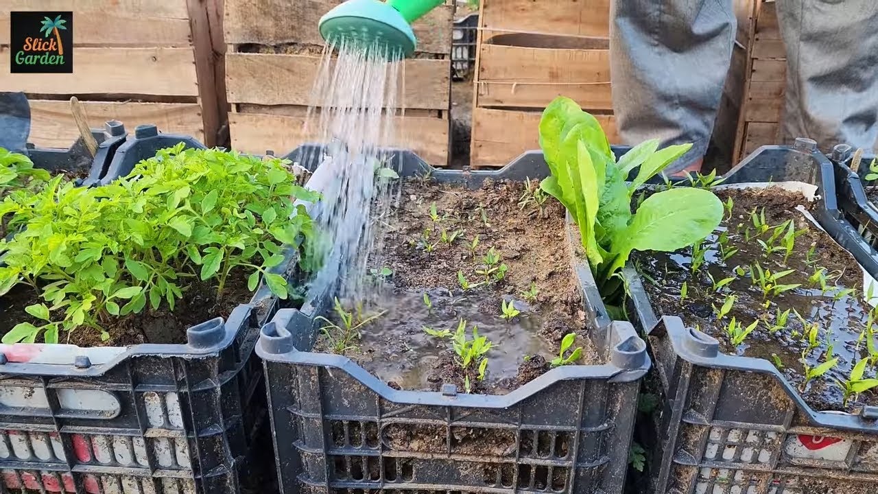 Weak Seedlings? Watch Them Explode Into Fat, Strong Plants With This