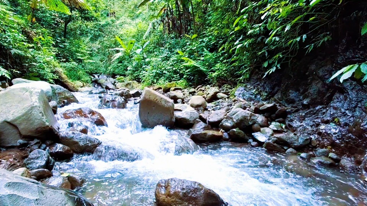 Natural Forest River for Deep Relaxation