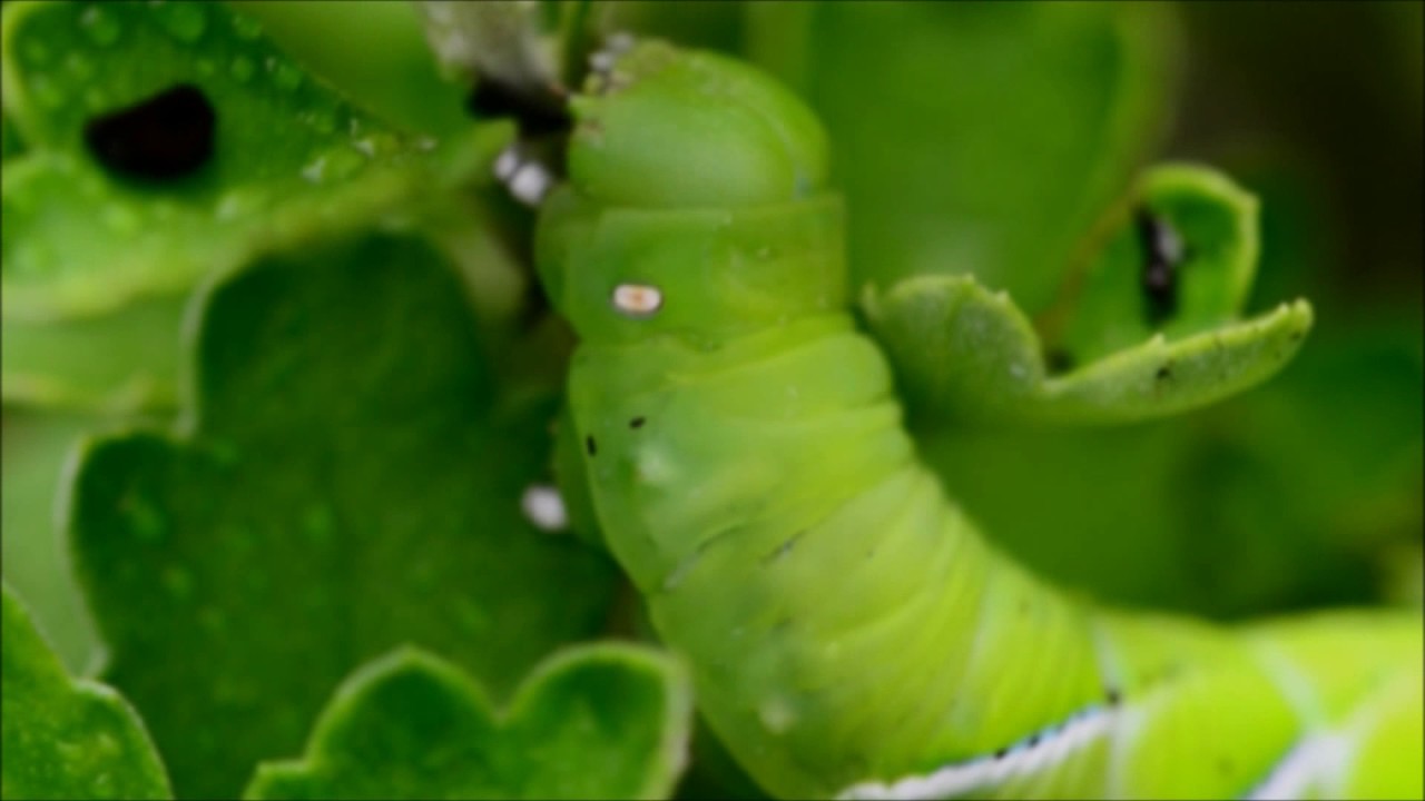 Tobacco Caterpillar Close-Up