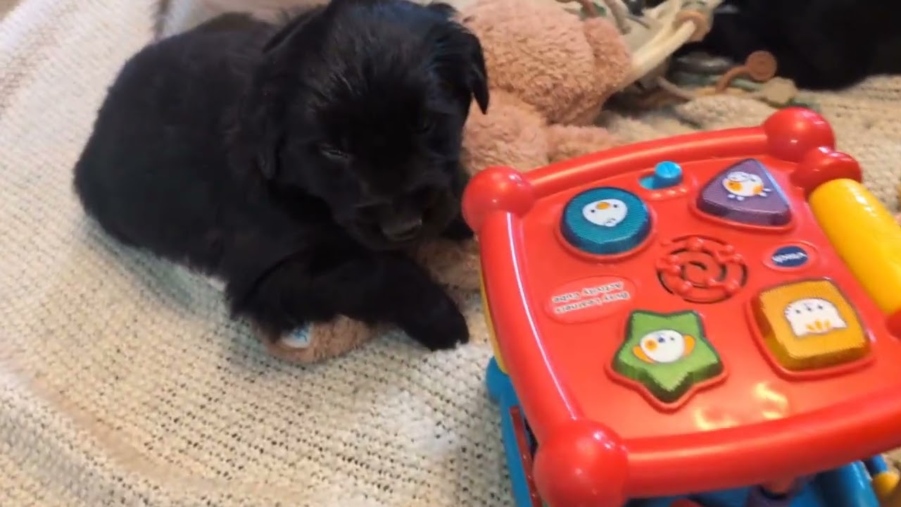 Audi and Louis' Combo Litter, 5 Weeks Old 
