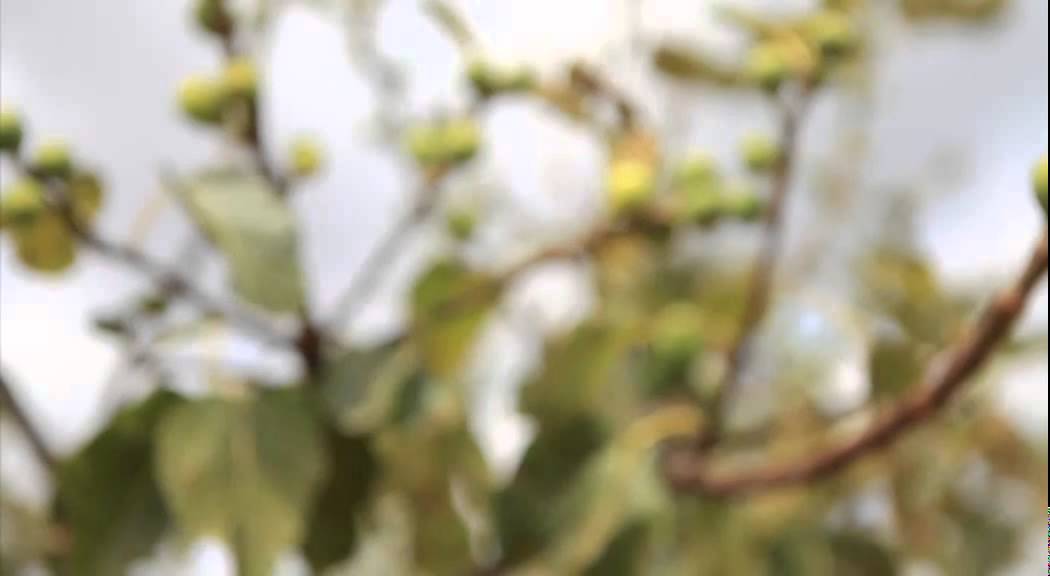 Trailer Furnirussi Tenuta - Your Home Far From Home