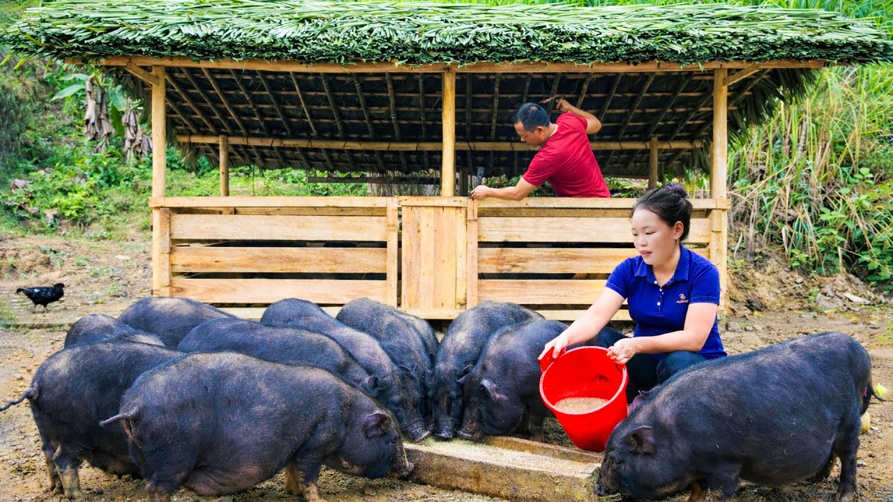 Building pigpens out of bamboo and wood, caring for animals, farm life.