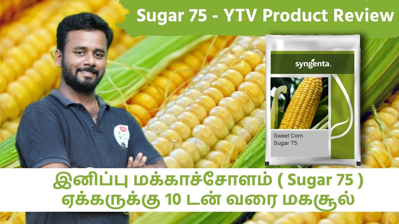 sweet corn - sugar 75 -இனிப்பு சோளம் Product review