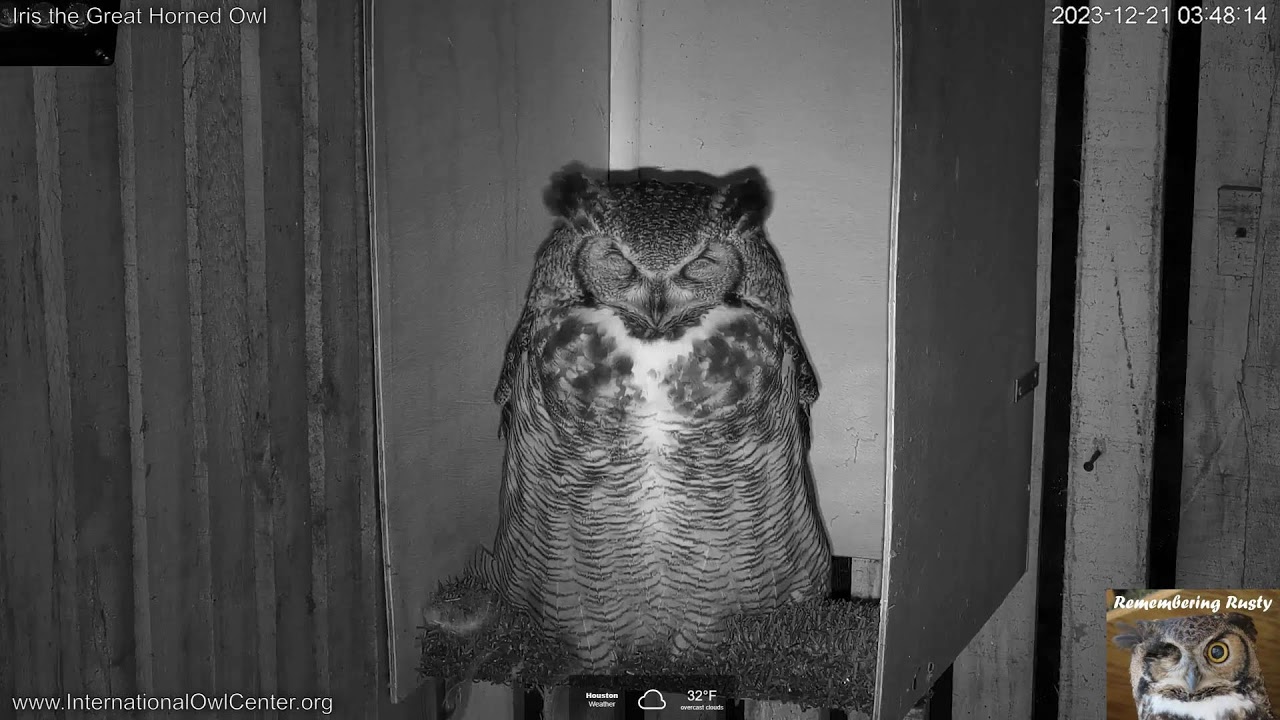 Iris the Great Horned Owl
