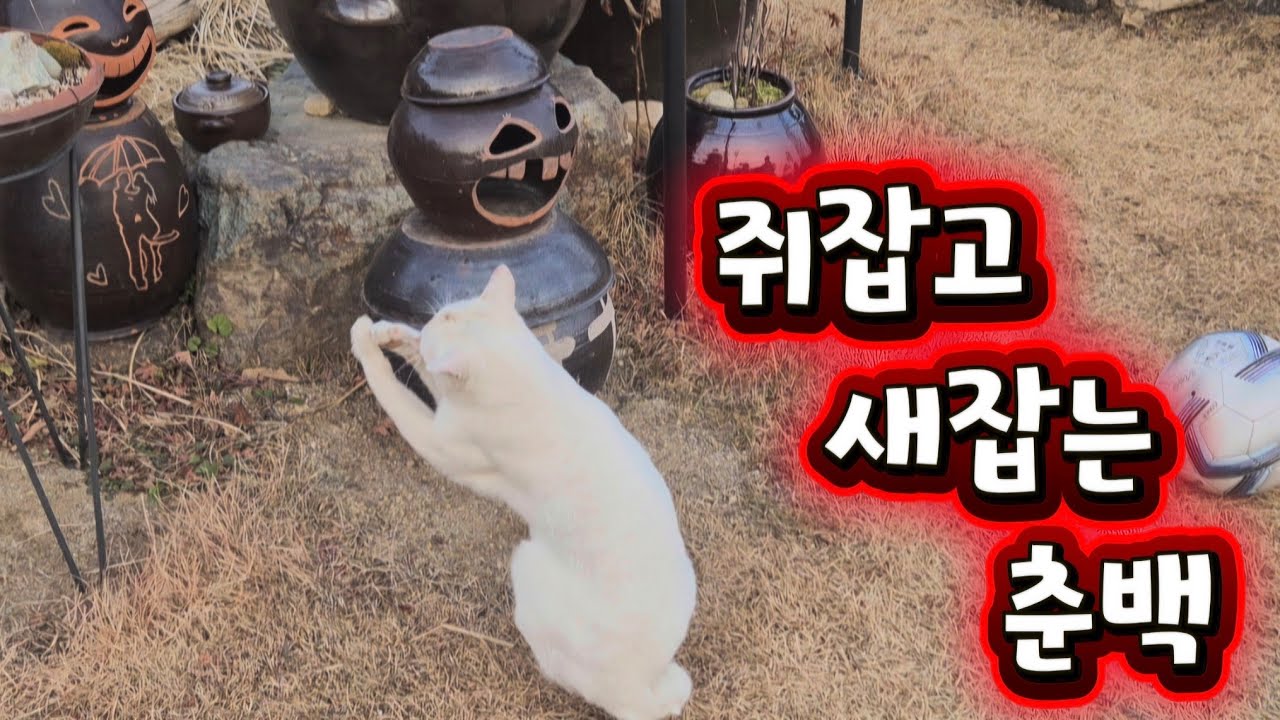 힌고양이 춘백이 매일 새와 쥐를잡아온다