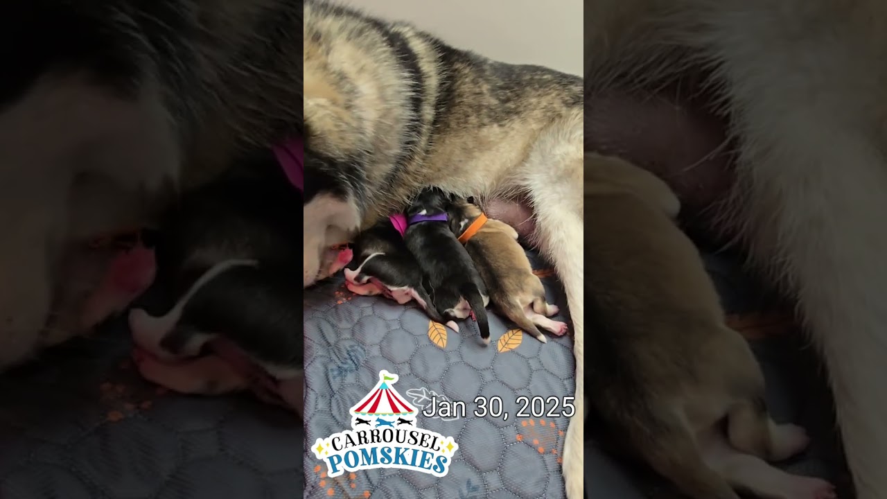 Delilah and Rzr had their last litter of pomsky puppies ❤️