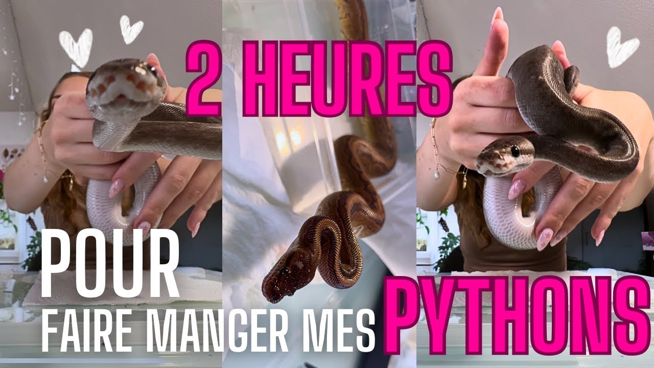 2H pour faire manger mes Pythons 🐍