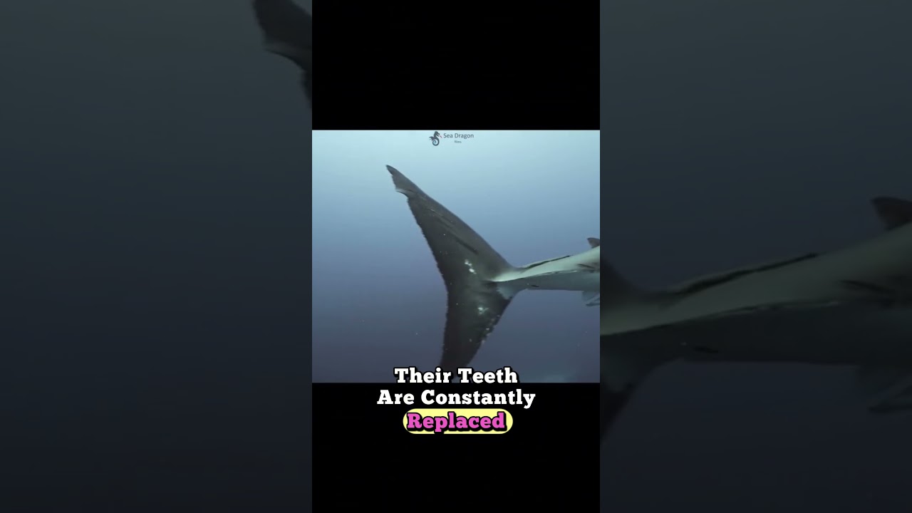 Great white sharks are fascinating creatures! 