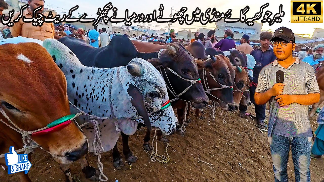 Malir Jokhio Cow and Cattle Mandi Karachi 30-4-25 | کیا ملیر گائے منڈی میں جانور کی قیمت گر گئی ؟