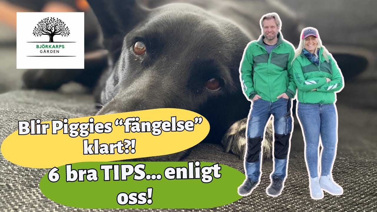 6 TIPS  om hur du kan MÅ BÄTTRE! Är det nu som Piggie uppgraderar sitt 