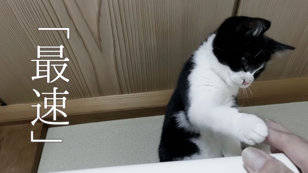 予定外に捕獲器に入った子猫。家猫になるまでが早すぎた。【保護猫 子猫】