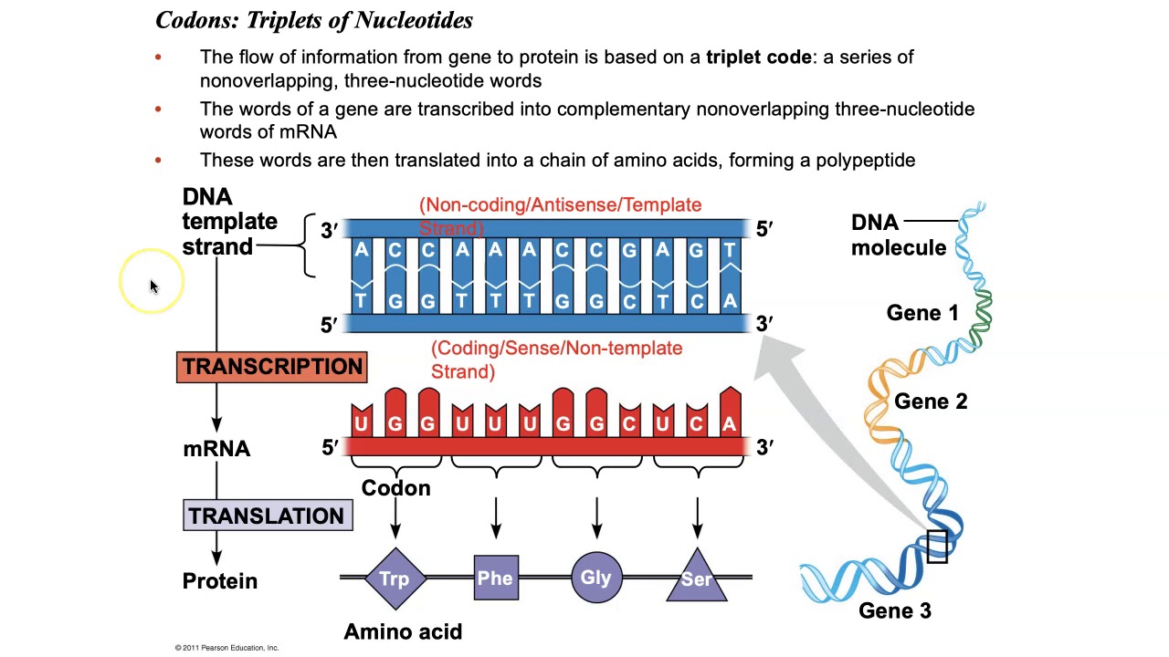 Biology Chapter 17 - Gene Expression