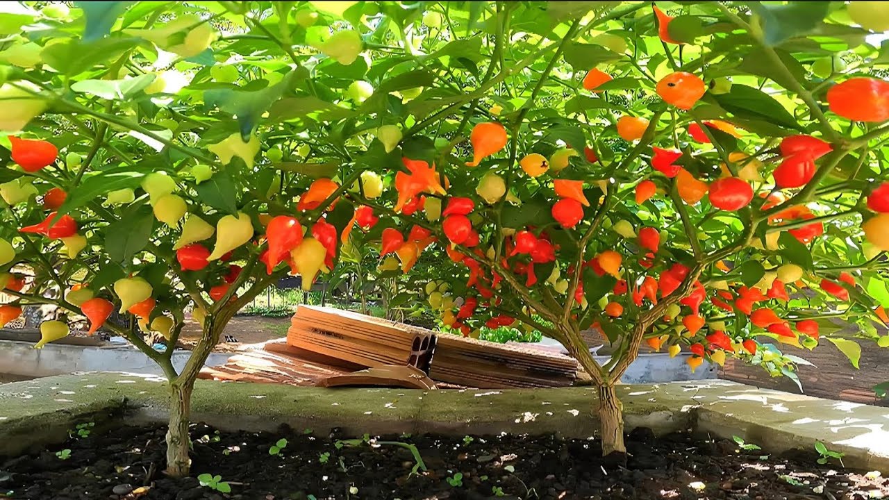 Pimenta BIQUINHO como que está linda. 