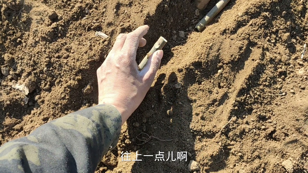 无花果成活率最好的“全埋”扦插法来了！6分钟详解，轻松学会！