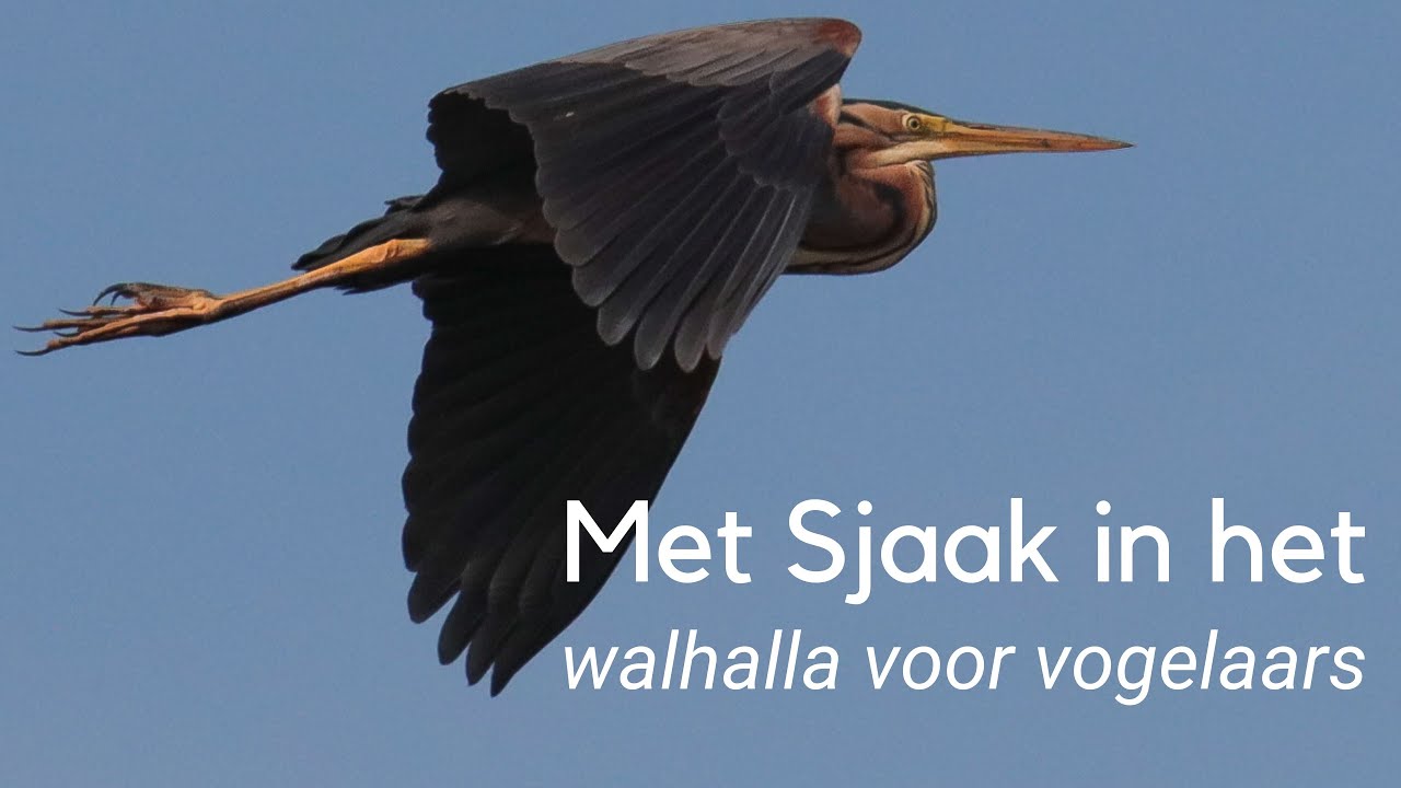 In het walhalla voor vogelaars #1263