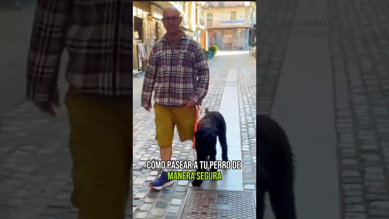 3 T&eacute;cnicas Infalibles para EVITAR que ti PERRO JALE o TIRE de la CORREA