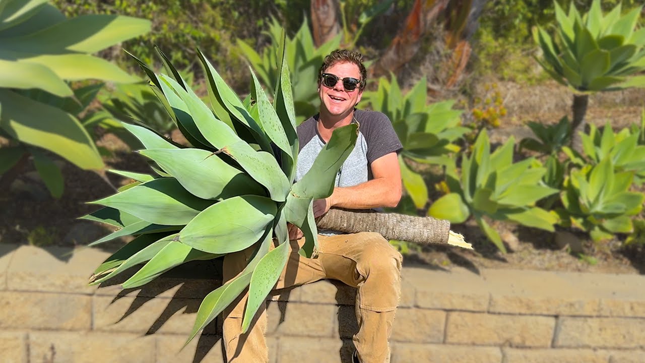 How I Took GIANT Succulent Cuttings