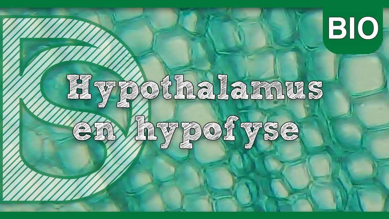 Examen biologie - Hypothalamus en hypofyse (Hormonale regeling)