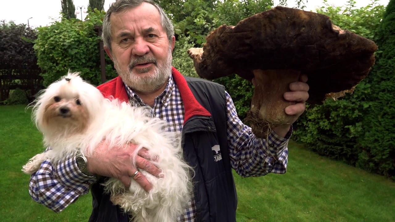 Największy borowik na świecie? The largest boletus in the world