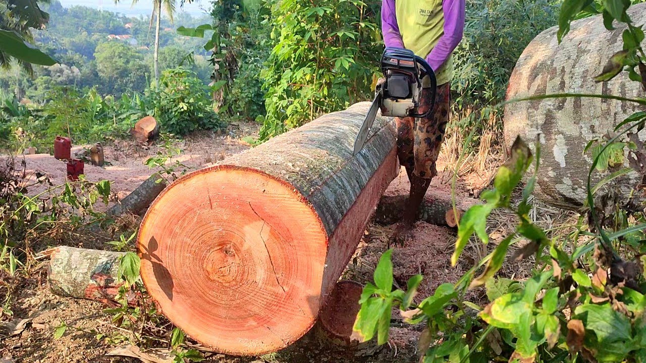 Keterampilan luar biasa membelah kayu membuat barang usuk ukuran 6 cm × 6 cm with chainsaw