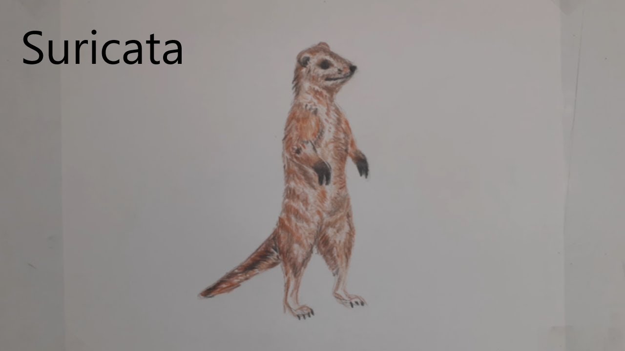como dibujar una Suricata