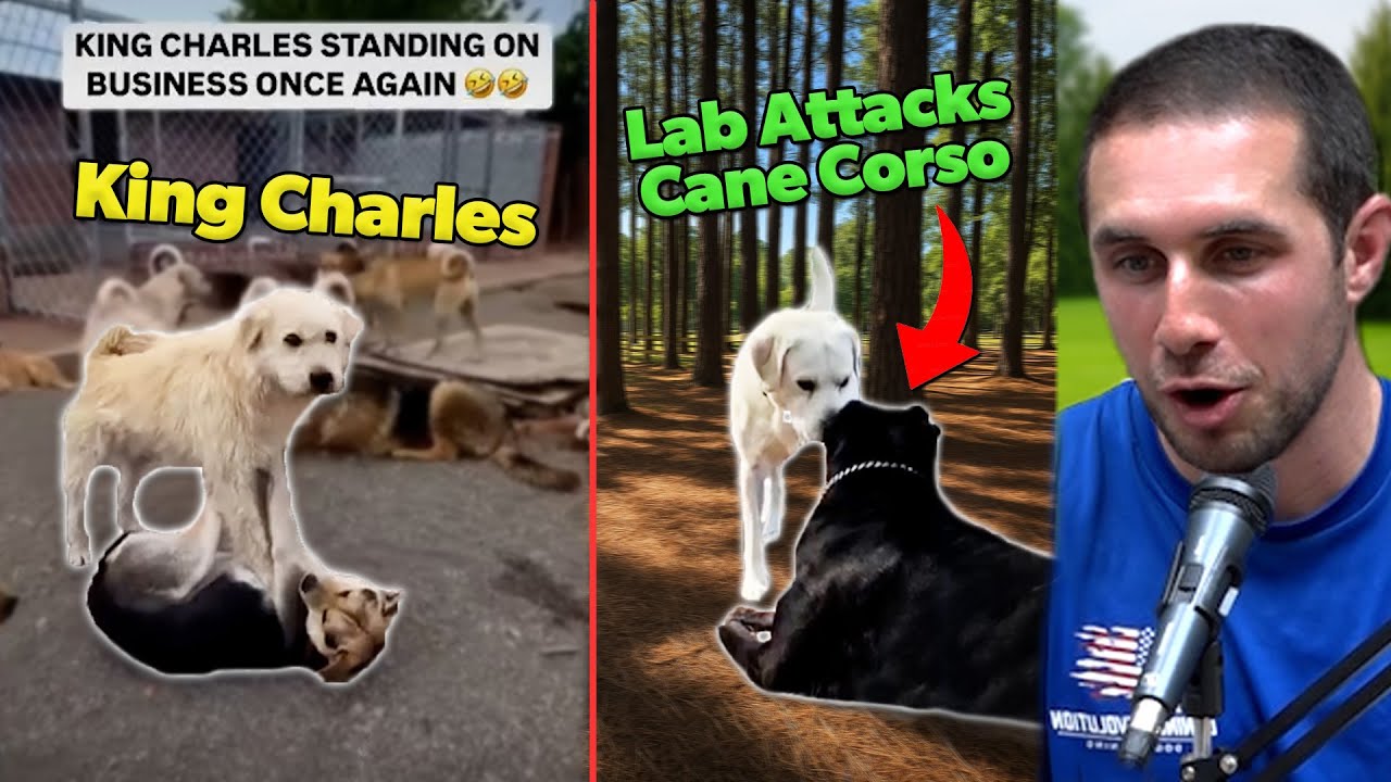 Dog Trainer Reacts to KING CHARLES and Viral Dog Moments